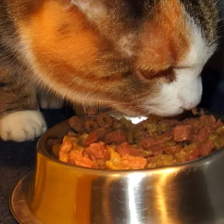 Heikle Katzen füttern mit Thunfischöl