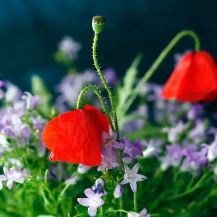 Freilandblumen säen