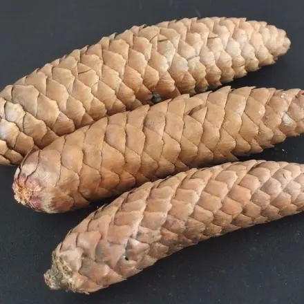 Tannenzapfen fürs Anfeuern des Kamines verwenden