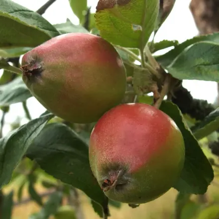 Marmelade aus frühreifen Früchtchen