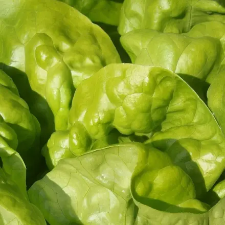 Salatkopf sauber und trocken eintüten