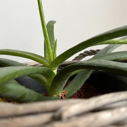 Aloe Vera gegen Verbrennungen