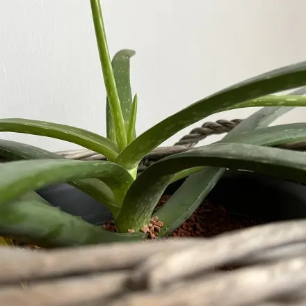 Aloe Vera gegen Verbrennungen