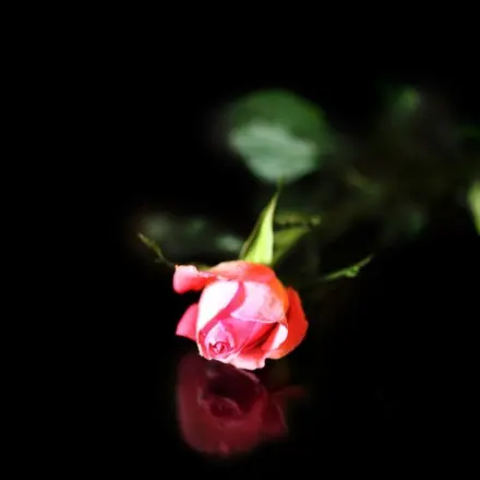 Haarspray auf Rosen