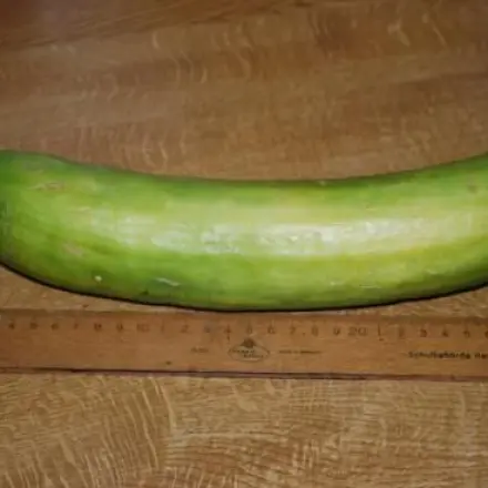 Spätsommer - Einmachzeit: Senfgurken mit Fenchel