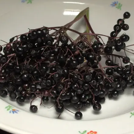 Holundersirup aus Beeren