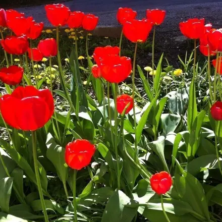 Coole Tulpen - Tulpen mögen kaltes Wasser