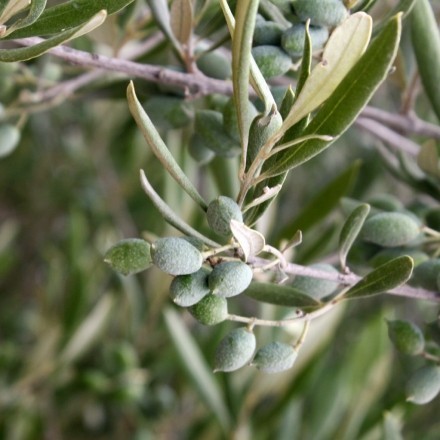 Hautpflege mit Olivenöl