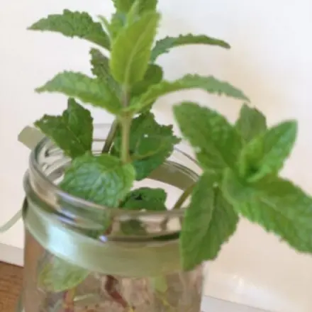 Wuchernde (Katzen)Minze - Deko fürs Auge