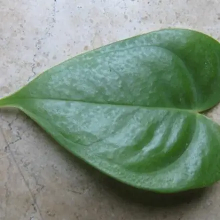 Herzblatt - ein Pflanzenherz für euren Schatz