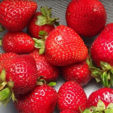 Erdbeeren im Kühlschrank richtig lagern