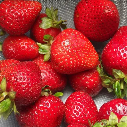 Erdbeeren im Kühlschrank richtig lagern