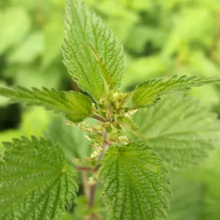 Brennesselsud gibt aschblonden Haaren einen goldblonden Glanz