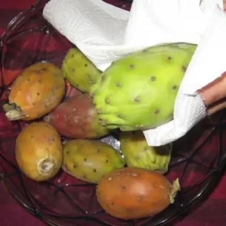 Kaktusfeigen - Keine Stacheln in der Haut