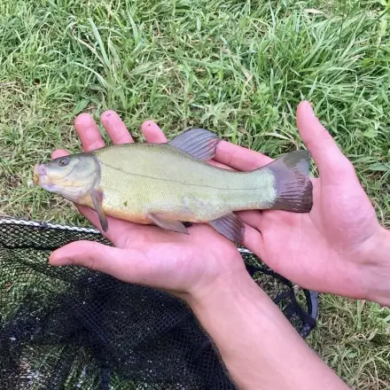 Gegen unangenehm riechende Finger nach Fischverarbeitung