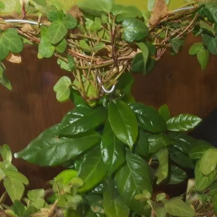 Tauschgarten: Pflanzen tauschen, statt wegwerfen