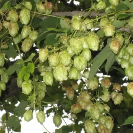 Hopfen dekorieren mit Kapuzienerkresse - auch gut als Beruhigungstee