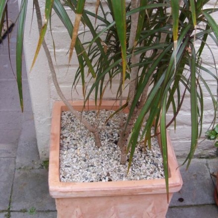 Kübelpflanzen vor Katzen schützen: Erde mit Kieselsteinen bedecken