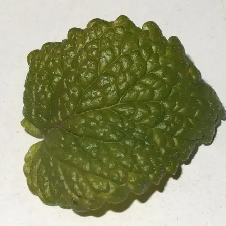 Melissengeist selbst herstellen