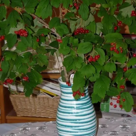 Lang haltbare Herbstdeko vom Straßenrand: mit Gemeinem Schneeball