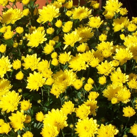 Chrysanthemen-Vermehrung: Triebe mit Knospen neu bewurzeln