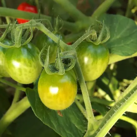 Gemüsegarten vor Raupen schützen mit Tomatenpflanzen