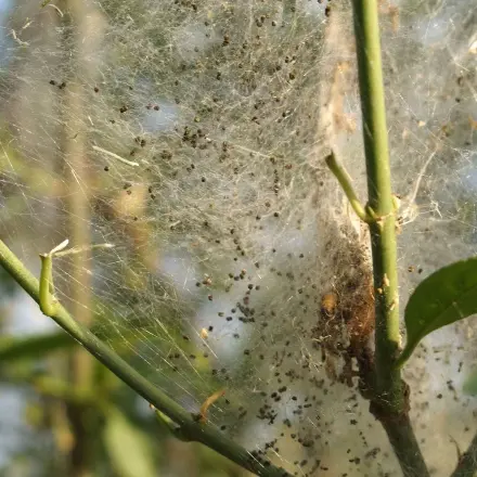 Gemüseschutznetze gegen Schädlinge