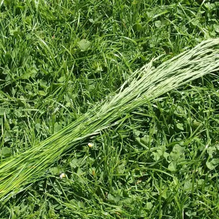 Lange Gräser-Halme als Winterschutz für Kübelpflanzen usw.