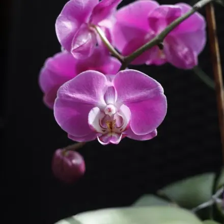 Orchidee (Phalaenopsis) nach dem Verblühen erneut zum Blühen bringen