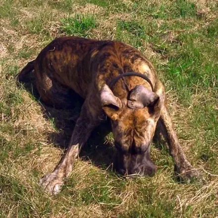 Hund stinkt: Güllegeruch entfernen