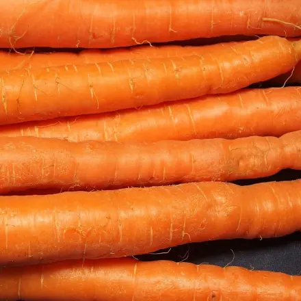 Möhren lange & optimal lagern - alte Wäschetrommel im Garten