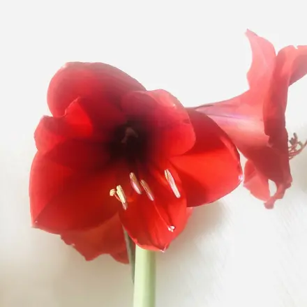 Hilfe für schlappe Amaryllis - umdrehen, Stiel mit Wasser füllen