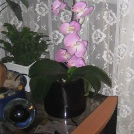 Orchideen schöne Blätter - keine Blüten - Seidenorchideen dazustecken