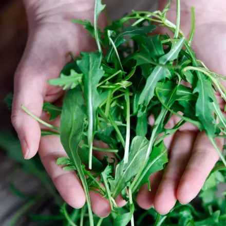 Rucola frisch halten