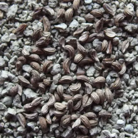 Winzige (Blumen-) Samen gleichmäßig aussäen