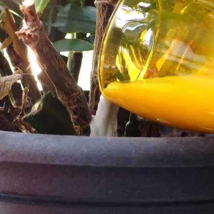 Zimmerpflanzen düngen und stärken