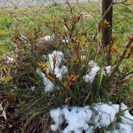 Pflanzen winterfest machen: kostenloses Material bekommen