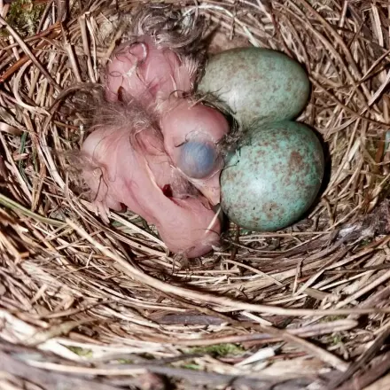 Vogelnistkasten verschenken
