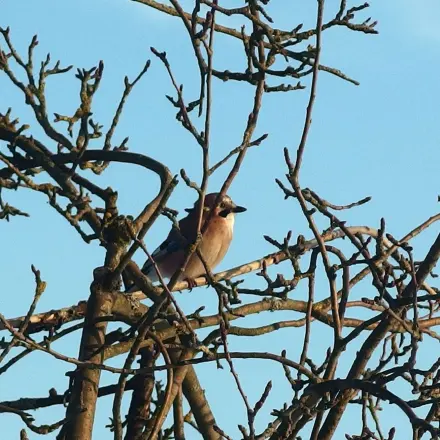 Vögel verstreuen Futter & nächstes Jahr kommen ungewollte Pflanzen?