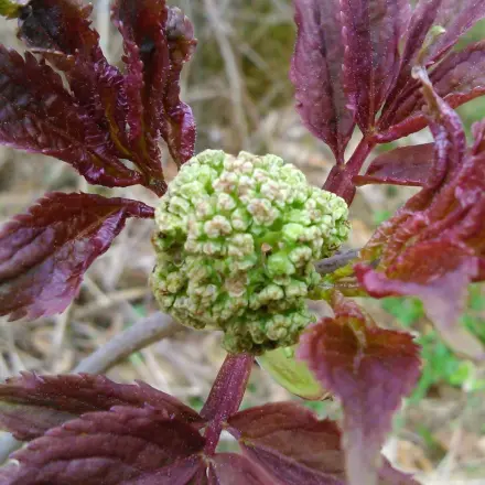 Wildkräuterwanderung als Geschenkidee
