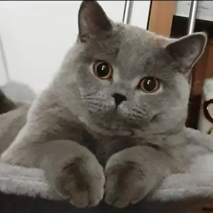 Katzen überzeugen