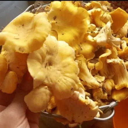 Eingelegte Pilze (Champignons, Austernpilze) in gewürztem Olivenöl