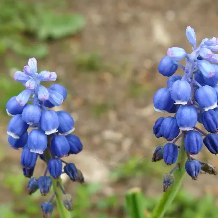 Frühlingsdeko basteln aus Holzkisten - bepflanzen mit Frühblühern