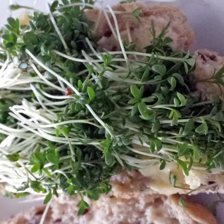 Kresse säen und bequem ernten