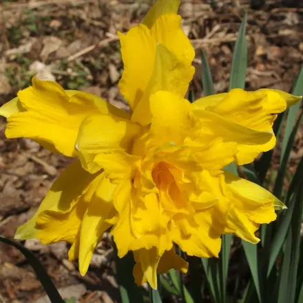 Narzissen beim Aufblühen behilflich sein