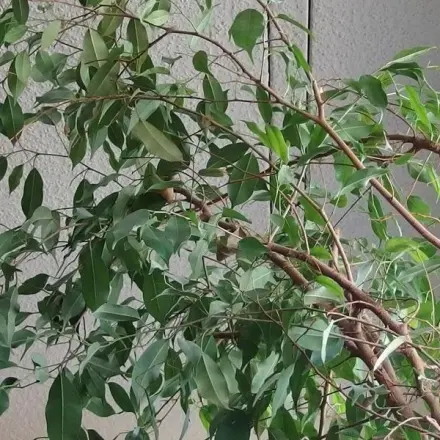 Ficus benjamina düngen: mit einem Schuss Wodka im Wasser