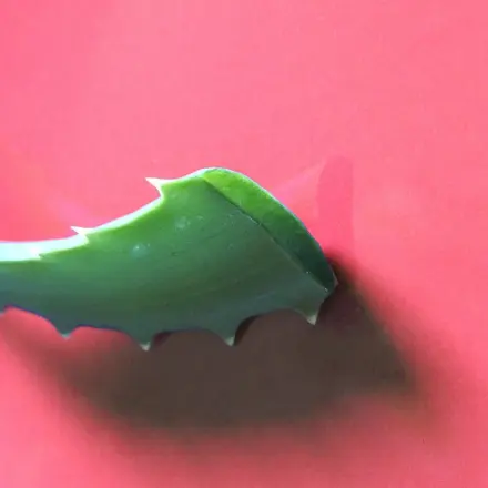 Aloe Vera für die Haut