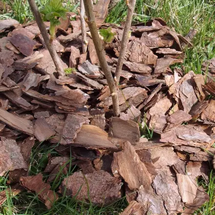 Gegen Nacktschnecken - Rindenmulch ausstreuen