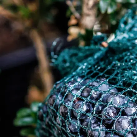 Gemüse/Obstnetze als Schutz vor Vogelfraß
