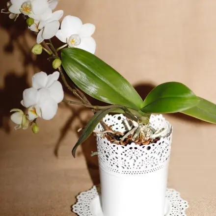 Orchideen Pflege: Orchideen in Regenwasser tauchen